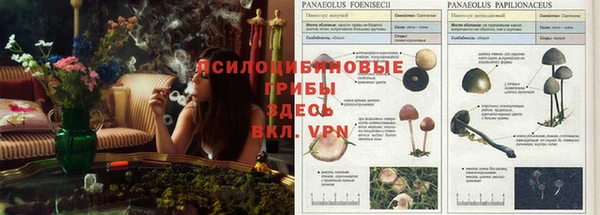 прущие грибы Алзамай