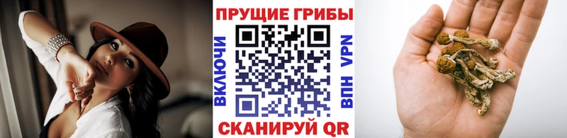 Псилоцибиновые грибы GOLDEN TEACHER  Кашин 